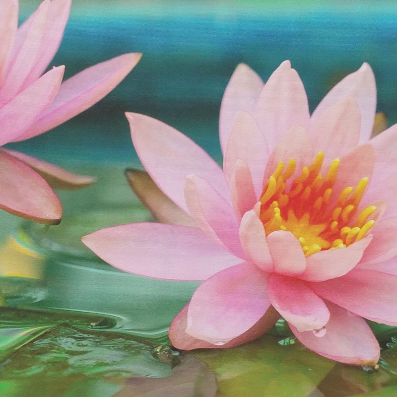 Tableau décoratif zen fleur de lotus rose et bleu .